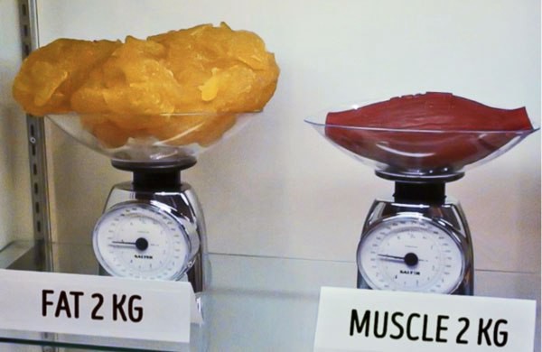 But muscle is heavier than fat, right? - LifestylesFitness - Medium